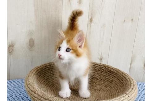 成約済の大阪府のノルウェージャンフォレストキャット-14421の5枚目