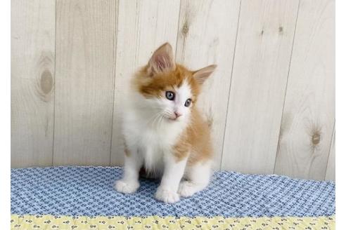 成約済の大阪府のノルウェージャンフォレストキャット-14421の4枚目