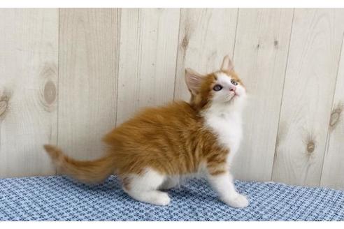 成約済の大阪府のノルウェージャンフォレストキャット-14421の3枚目