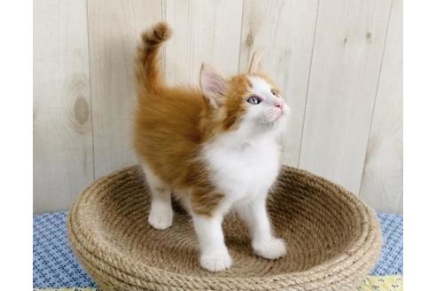 成約済の大阪府のノルウェージャンフォレストキャット-14421の2枚目