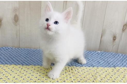 成約済の大阪府のノルウェージャンフォレストキャット-14422の6枚目