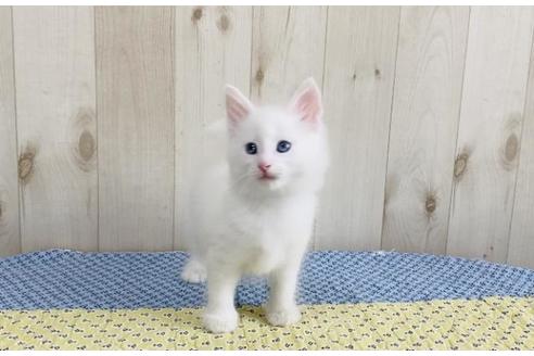 成約済の大阪府のノルウェージャンフォレストキャット-14422の5枚目