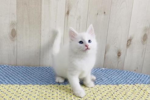 成約済の大阪府のノルウェージャンフォレストキャット-14422の4枚目