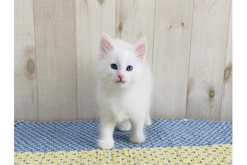 成約済の大阪府のノルウェージャンフォレストキャット-14422の3枚目