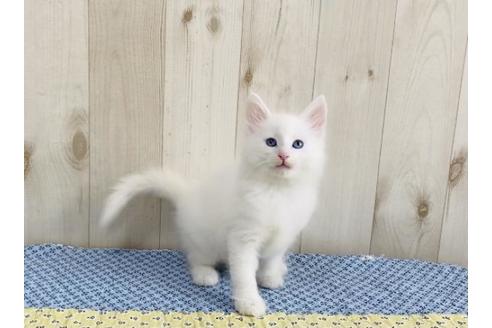 成約済の大阪府のノルウェージャンフォレストキャット-14422の2枚目