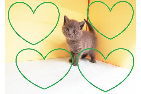 成約済の東京都のブリティッシュショートヘア-14428の1枚目