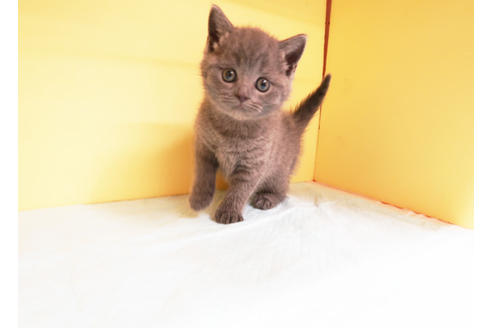 成約済の東京都のブリティッシュショートヘア-14428の2枚目