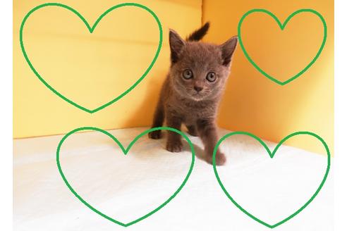 成約済の東京都のブリティッシュショートヘア-14462の1枚目