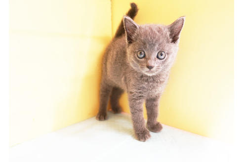 成約済の東京都のブリティッシュショートヘア-14462の2枚目