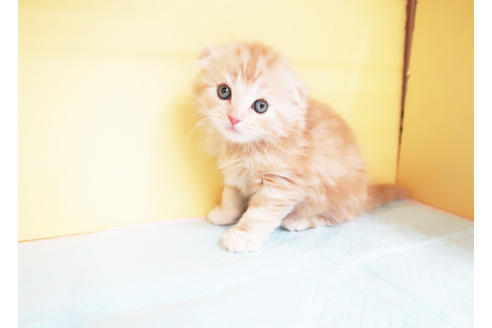 成約済の東京都のスコティッシュフォールド-14463の2枚目