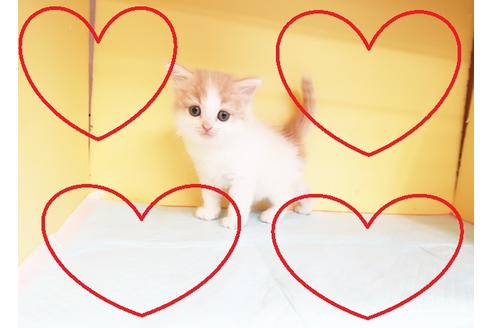 成約済の東京都のスコティッシュフォールド-14464の1枚目