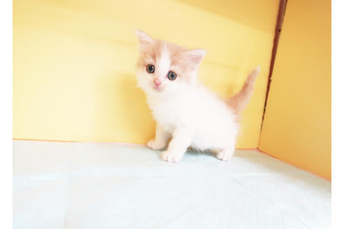 成約済の東京都のスコティッシュフォールド-14464の2枚目