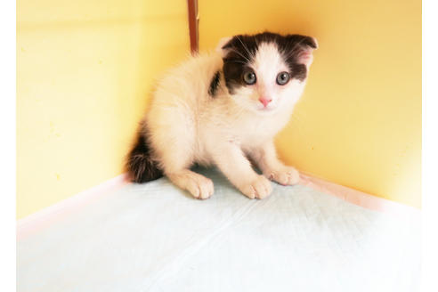 成約済の東京都のスコティッシュフォールド-14465の2枚目