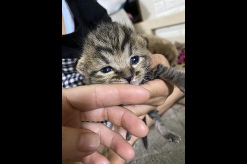 子猫ブリーダーナビ