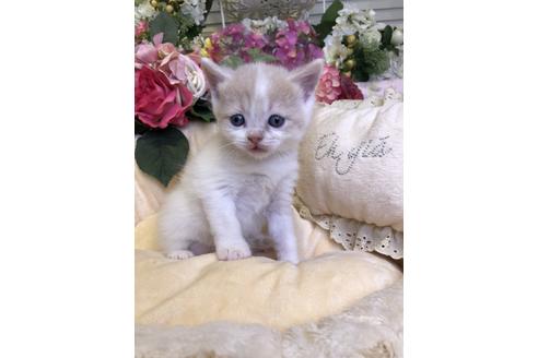 成約済の広島県のブリティッシュショートヘア-14499の1枚目