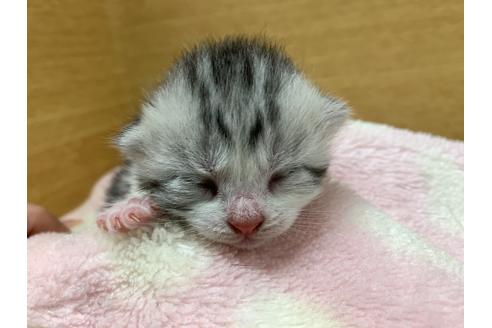 成約済の千葉県のスコティッシュフォールド-14480の2枚目