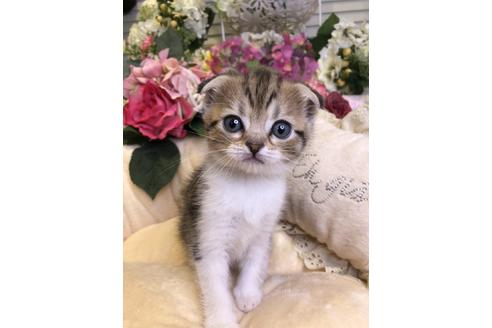 成約済の広島県のスコティッシュフォールド-14522の2枚目