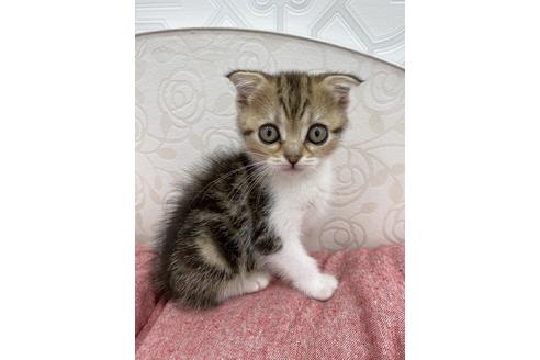 成約済の広島県のスコティッシュフォールド-14522の1枚目