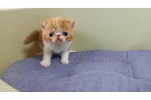 岐阜県のエキゾチックショートヘア 女の子 21 04 15生まれ レッドタビー ホワイト 子猫id 子猫ブリーダーナビ