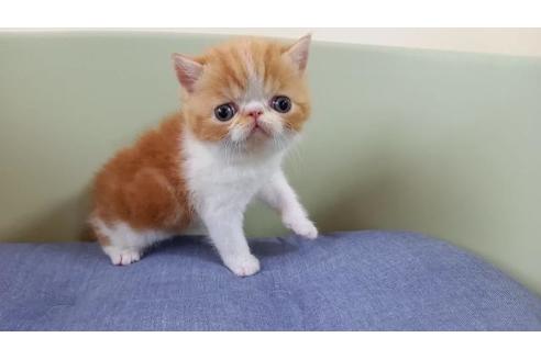 岐阜県のエキゾチックショートヘア 女の子 21 04 15生まれ レッドタビー ホワイト 子猫id 子猫ブリーダーナビ