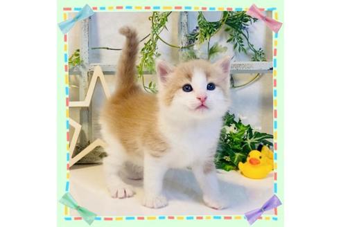 成約済の大阪府のノルウェージャンフォレストキャット-14533の1枚目