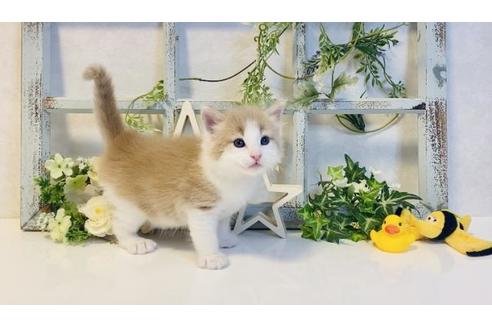 成約済の大阪府のノルウェージャンフォレストキャット-14533の5枚目