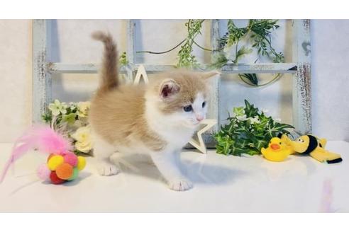 成約済の大阪府のノルウェージャンフォレストキャット-14533の4枚目