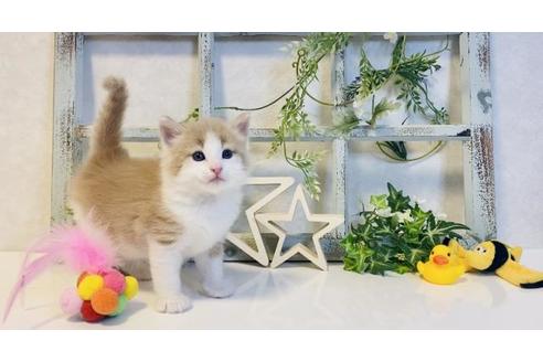 成約済の大阪府のノルウェージャンフォレストキャット-14533の3枚目