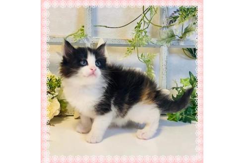 成約済の大阪府のノルウェージャンフォレストキャット-14534の1枚目