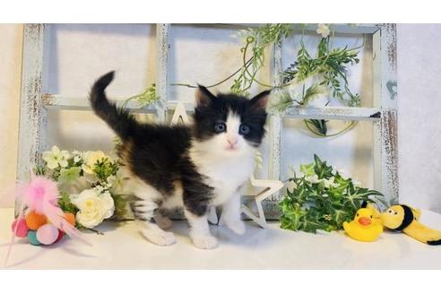 成約済の大阪府のノルウェージャンフォレストキャット-14534の6枚目