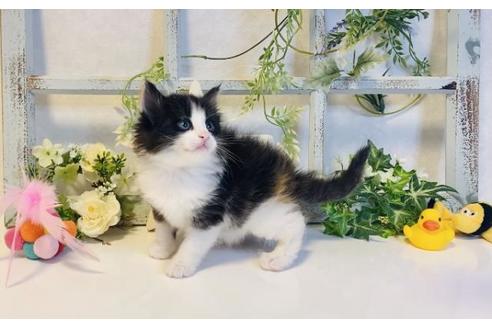 成約済の大阪府のノルウェージャンフォレストキャット-14534の5枚目