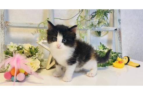 成約済の大阪府のノルウェージャンフォレストキャット-14534の4枚目