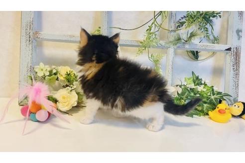 成約済の大阪府のノルウェージャンフォレストキャット-14534の2枚目