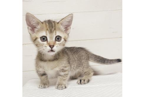 埼玉県のマンチカン|女の子・2021/03/26生まれ・ブラウンパッチド