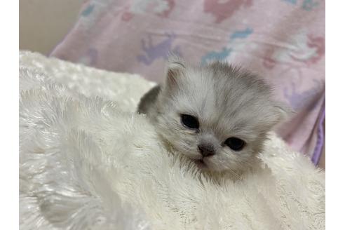 子猫ブリーダーナビ
