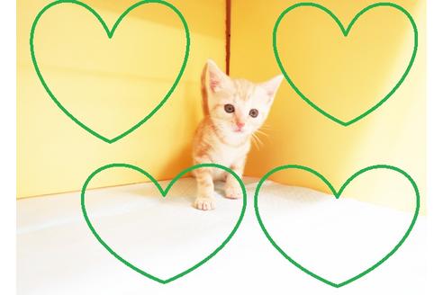 成約済の東京都のアメリカンショートヘア-14588