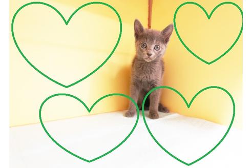 成約済の東京都のロシアンブルー-14589