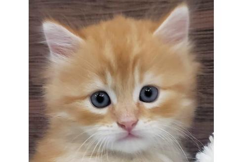 成約済の埼玉県のサイベリアン-14603の1枚目