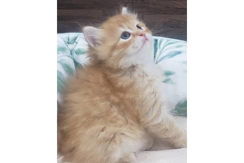 成約済の埼玉県のサイベリアン-14603の9枚目