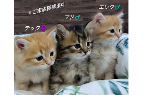 成約済の埼玉県のサイベリアン-14603の8枚目