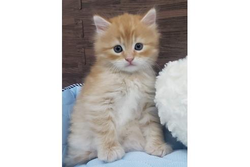 成約済の埼玉県のサイベリアン-14603の7枚目