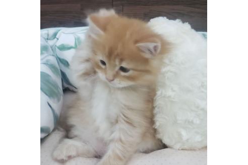 成約済の埼玉県のサイベリアン-14603の6枚目