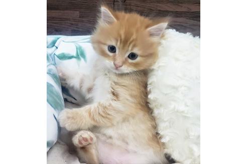 成約済の埼玉県のサイベリアン-14603の4枚目