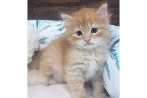 成約済の埼玉県のサイベリアン-14603の3枚目