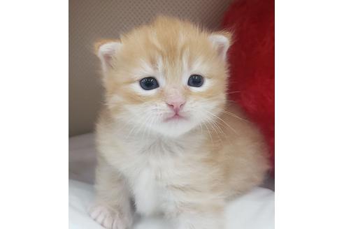 成約済の埼玉県のサイベリアン-14603の2枚目