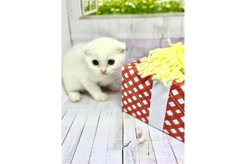 大阪府のスコティッシュフォールド 男の子 21 03 22生まれ ホワイト 子猫id 子猫ブリーダーナビ 大阪府のスコティッシュフォールド 男の子 21 03 22生まれ ホワイト 子猫id 子猫ブリーダーナビ