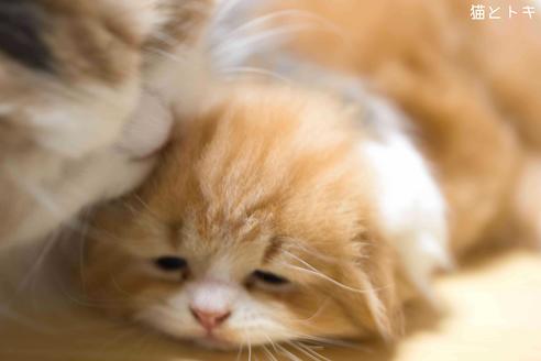 大阪府のスコティッシュフォールド 男の子 21 04 生まれ レッドタビー ホワイト 子猫id 子猫ブリーダーナビ 大阪府のスコティッシュフォールド 男の子 21 04 生まれ レッドタビー ホワイト 子猫id 子猫ブリーダーナビ