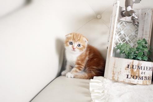 成約済の佐賀県のスコティッシュフォールド-14619の1枚目