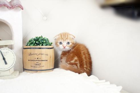 成約済の佐賀県のスコティッシュフォールド-14619の5枚目