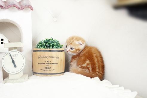 成約済の佐賀県のスコティッシュフォールド-14619の4枚目